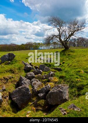 Alberi sul bordo di Longstone vicino a Bakewell nel distretto di picco National Park Derbyshire Dales Inghilterra Regno Unito Foto Stock