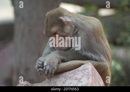 Rhesus macaque Macaca mulatta riposo. Agra. Utttar Pradesh. India. Foto Stock