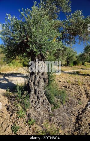 Uliveti boschetto di Latrun trappist monastero nel centro di Israele. Foto Stock