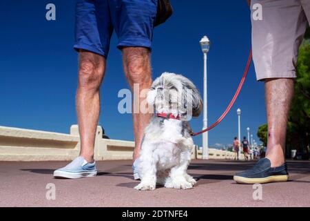 Arcachon (Francia sud-occidentale): Cane tenuto su un guinzaglio lungo il lungomare, in estate. Proprietari e cani in riva al mare durante le vacanze estive Foto Stock