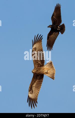 Nibbio bruno; Nero; Kite Milvus migrans; Corvo coda a ventaglio Foto Stock