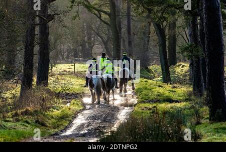 Preston, Lancashire, Regno Unito. 22 dicembre 2020. Pony trekking in una bella mattina, Preston, Lancashire. Credit: John Eveson/Alamy Live News Foto Stock