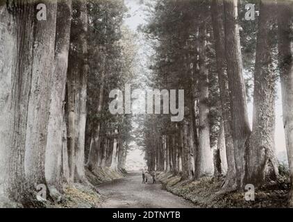 Fotografia d'epoca del XIX secolo - Giappone - dallo studio di Baron Raimund von Stillfried. Pini, strada Imaichi, Nikko. Foto Stock