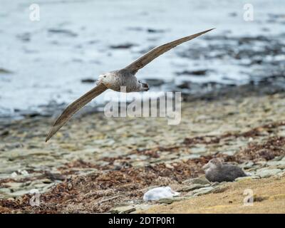 Southern Giant Petrel (Macronectes giganteus), in volo su colonia con pulcino sulle Isole Falkland. Sud America, Isole Falkland, gennaio Foto Stock