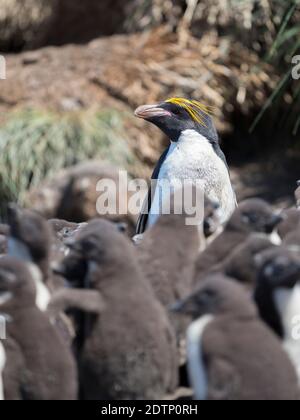 Maccheroni Penguin (Eudyptes crisolophus) in colonia di Pinguini delle Montagne Rocciose meridionali (Eudyptes crisocome) sulle Isole Falkland, Bleaker Island. Maca Foto Stock