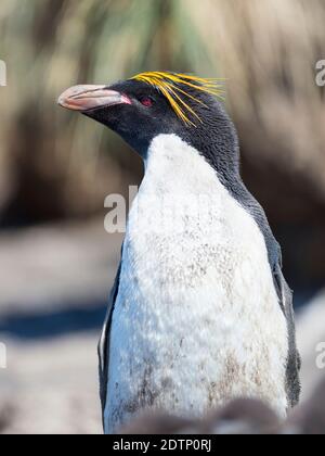 Maccheroni Penguin (Eudyptes crisolophus) in colonia di Pinguini delle Montagne Rocciose meridionali (Eudyptes crisocome) sulle Isole Falkland, Bleaker Island. Maca Foto Stock