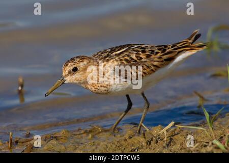 Gambecchio; Little stint; Calidris minuta Foto Stock