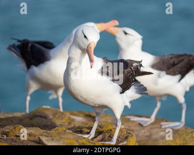 Albatross bruno nero o mollymawk bruno nero (Thalassarche melanophris), sullo sfondo un paio durante il tipico comportamento di cortesia e saluto. Foto Stock