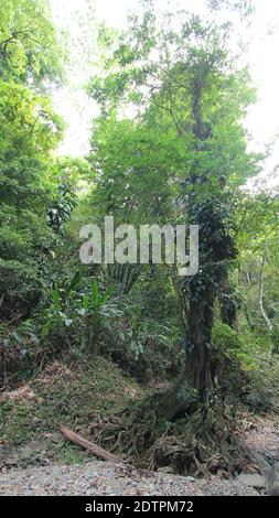 Un colpo delle cascate di Argyle nei Caraibi, Roxborough, Trinidad & Tobago Foto Stock