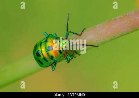 Fuoco selettivo immagine macro di un gioiello bug con VIBRANT colori che camminano su un gambo con sfondo verde sfocato Foto Stock