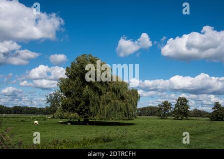 Salix sepulcralis 'Crisocoma' Foto Stock