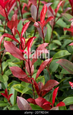 Photinia fraseri 'Mandarino' Foto Stock