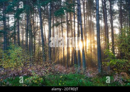 Raggi di luce solare che si infrangono attraverso la nebbia nel bosco di pini scozzesi, Newtown Common, Burghclere, Hampshire, Inghilterra, Regno Unito, Europa Foto Stock