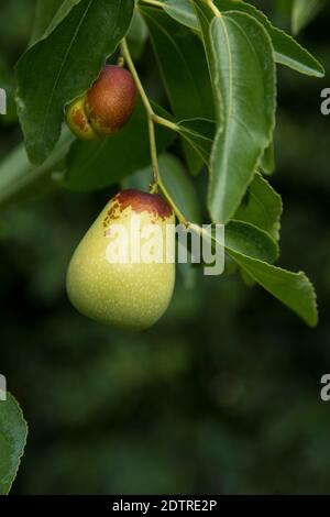 Seme di Ziziphus jujuba Foto Stock