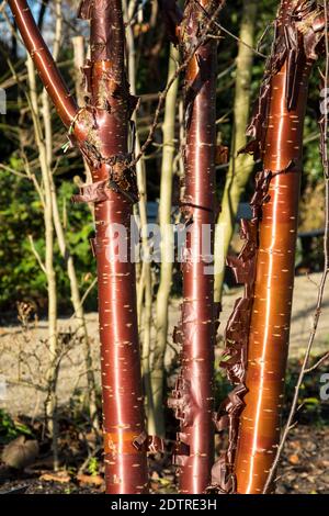 Corteccia di Prunus serrola 'Branklyn' Foto Stock