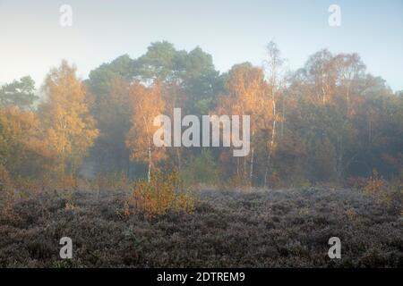 Foglie autunnali su alberi di betulla d'argento nella nebbia dell'alba, Newtown Common, Burghclere, Hampshire, Inghilterra, Regno Unito, Europa Foto Stock