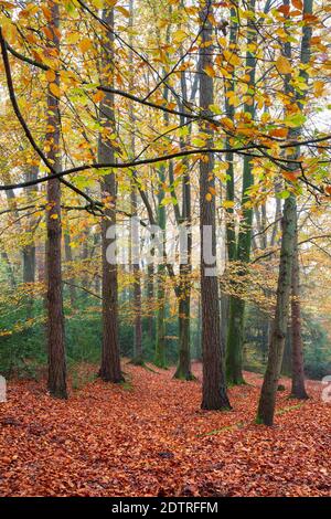 Faggio albero bosco su misty autunno mattina con foglie cadute, Highclere, Hampshire, Inghilterra, Regno Unito, Europa Foto Stock