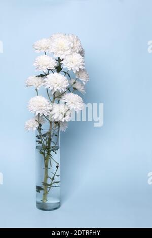 Un colpo verticale di fiori bianchi in un vaso di vetro con acqua su sfondo blu Foto Stock