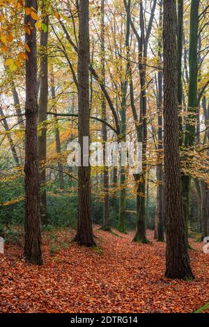 Faggio albero bosco su misty autunno mattina con foglie cadute, Highclere, Hampshire, Inghilterra, Regno Unito, Europa Foto Stock
