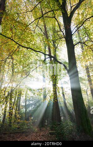 Raggi di luce solare che si infrangono attraverso la nebbia mattutina in boschi di faggi autunnali, Highclere, Hampshire, Inghilterra, Regno Unito, Europa Foto Stock