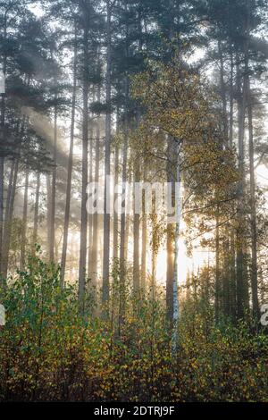Foglie autunnali su alberi di betulla argentata con pini scozzesi dietro in nebbia all'alba, Newtown Common, Burghclere, Hampshire, Inghilterra, Regno Unito, Europa Foto Stock