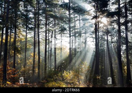 Raggi di luce solare che si infrangono attraverso la nebbia nel bosco di pini scozzesi, Newtown Common, Burghclere, Hampshire, Inghilterra, Regno Unito, Europa Foto Stock