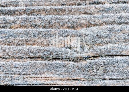 Primo gelo su una superficie di legno di pino nero sbiadito e fresco blu con tavole invecchiate allineate. Bellissimo microcosmo surgelato astratto Foto Stock