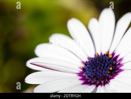 Primo piano di osteospermum bianco con centro blu e viola e. polline giallo Foto Stock