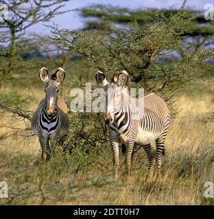 Ritratto di un paio di Zebre di Grevey, (Equus grevyi), nella regione di Masai Mara in Kenya, Africa orientale. Foto Stock