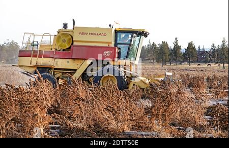 Un coltivatore a Tumalo, Oregon, usa una grande mietitrebbia per raccogliere un campo di canapa industriale. La canapa è diventata una delle principali colture di cassa dello stato. Foto Stock