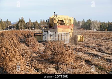 Un coltivatore a Tumalo, Oregon, usa una grande mietitrebbia per raccogliere un campo di canapa industriale. La canapa è diventata una delle principali colture di cassa dello stato. Foto Stock