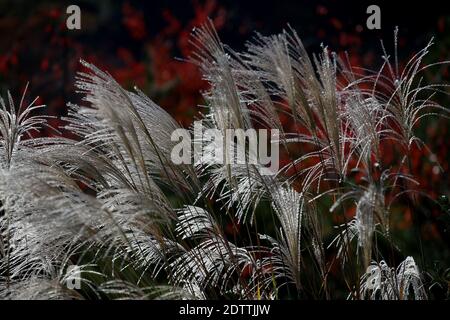 Primo piano Miscanthus floridulus , erba d'argento giapponese in autunno mattina Foto Stock