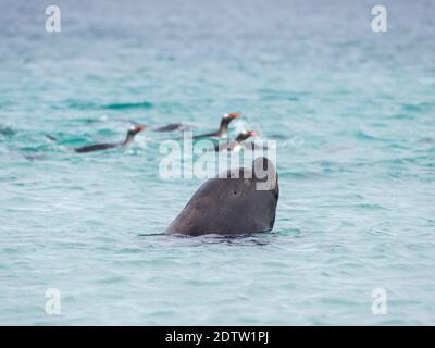 Giovane bull appeso per i pinguini Gentoo. La caccia avviene sulla spiaggia non in acqua. Leone marino sudamericano (Otaria flavescens, ex Otaria byronia Foto Stock