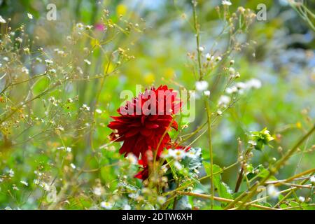 Bellissimi fiori rossi di dahlia in romantico giardino verde e luce del sole. Motivi floreali dettagliati astratti. Fuoco selettivo sul fiore. Foto Stock