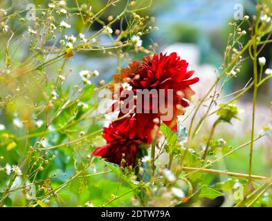 Bella dahlia fiori rossi in grande giardino verde e luce del sole. Motivi floreali dettagliati astratti. Fuoco selettivo su un fiore. Romantico giardino concetto Foto Stock