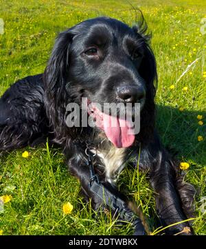 Cocker lavoro spaniel cane con capelli neri e petto bianco in campagna ansing in una calda giornata estiva. Foto Stock