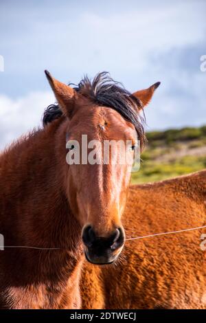 Bellissimo ritratto frontale di un cavallo marrone che guarda direttamente nella fotocamera con gli occhi aperti. Il suo cappotto è lucido, pulito e ha uno sfondo sfocato Foto Stock