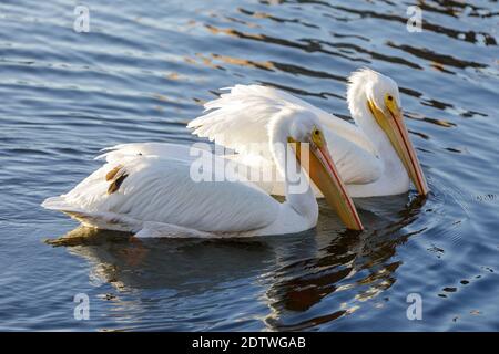 I Pellicani bianchi americani nuotano e foraggiano nel lago Foto Stock