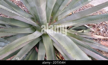 Closeup di una pianta di agave che mostra armature di spine, spine lungo i bordi delle foglie, concetto per nettare, tropici, piante tropicali, tequila Foto Stock