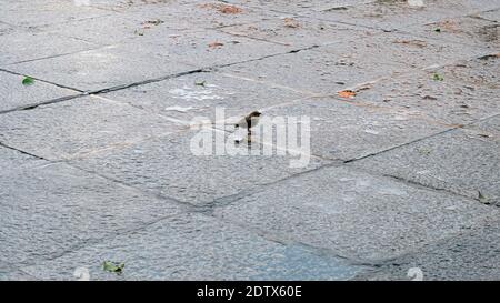 PASSERI SUL PAVIMENTO DELLA PLAZA DE TOLEDO, CITTÀ MEDIEVALE DI SPAGNA Foto Stock