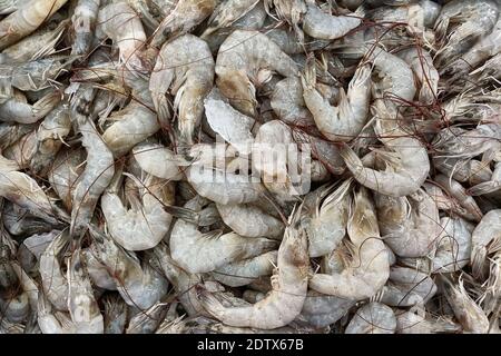 Primo piano gamberetti freschi dalla vista dall'alto pronti per la vendita al supermercato. Piccoli gamberi freschi in un posto di mercato per le vendite. Foto Stock