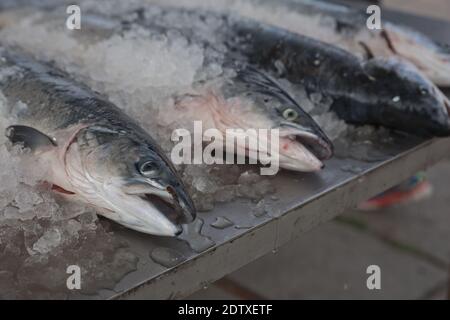 Pesce di mare pescato fresco su un bancone nel mercato del pesce. Foto Stock