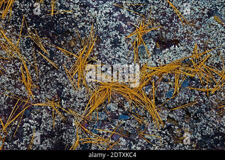 Aghi di pino caduto sul lichen incrostato scisto, Pocono Mountains, Pennsylvania Foto Stock