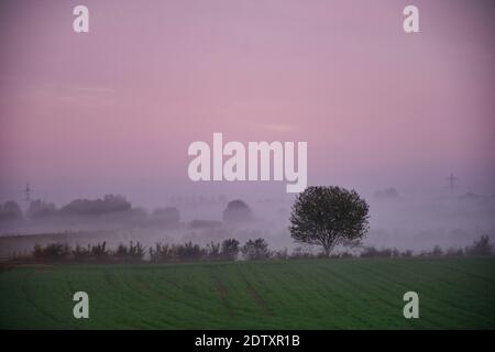 mattina nebbia nei paesi bassi. Mattina rugiada e nebbia salgono sui campi poco dopo l'alba. Paesaggio in autunno. Tralicci elettrici in background Foto Stock