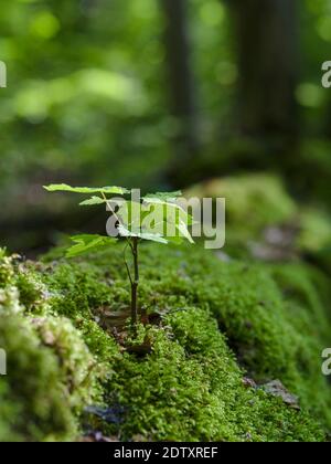 Piantare su legno morto. Il bosco Hainich in Turingia, Parco Nazionale e parte del patrimonio mondiale dell'UNESCO - Faggio Primeval foreste della Carpa Foto Stock