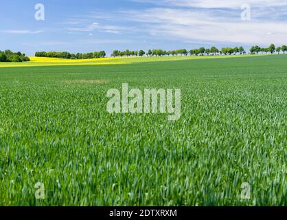 Campi in Turingia vicino alle città di Muehlhausen e Weberstedt. Europa, Europa centrale, Germania, Turinga Foto Stock