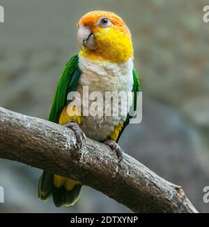 Vista ravvicinata di un pappagallo dalle decorazioni bianche (Pionites leukogaster) Foto Stock