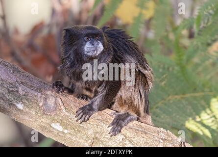 Primo piano di un tamarina a chiazze nere (Saguinus nigricollis) Foto Stock