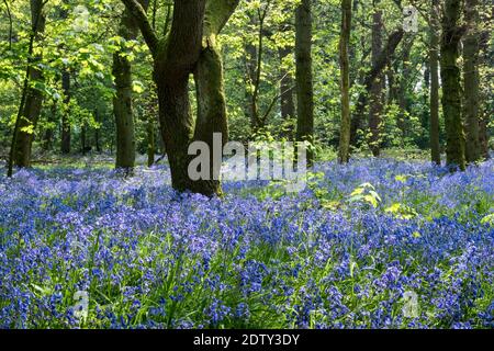 Inglese Bluebells in Big Wood, Arley Hall Estate, Arley, Cheshire, Inghilterra, Regno Unito Foto Stock