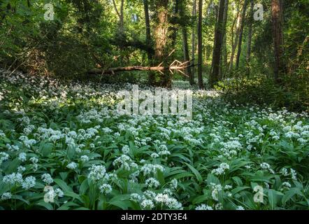 Aglio selvatico a vale Royal Woods, vicino a WhiteGate, Cheshire, Inghilterra, Regno Unito Foto Stock